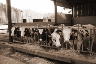 cattle feeding for nutritional advice tab