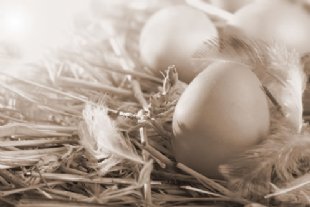eggs for diversification tab